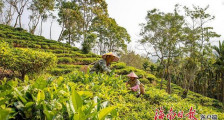 海南五指山毛纳村：发展茶叶种植产业 助力乡村振兴